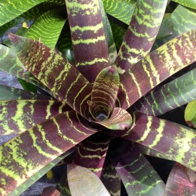 Apex Plants Gallery