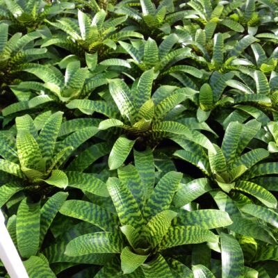 Apex Plants Gallery