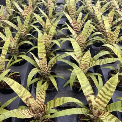 Vriesea Splendide 116mm